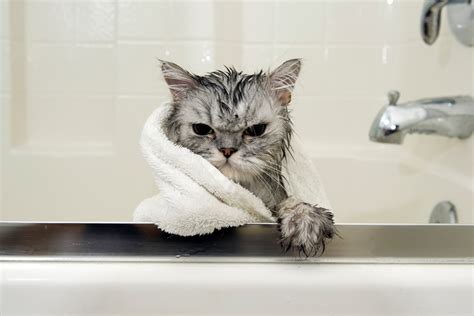 chatbath